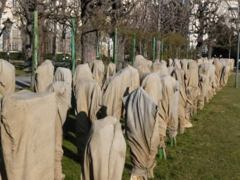 emballer les rosiers sur tronc avant l'hiver